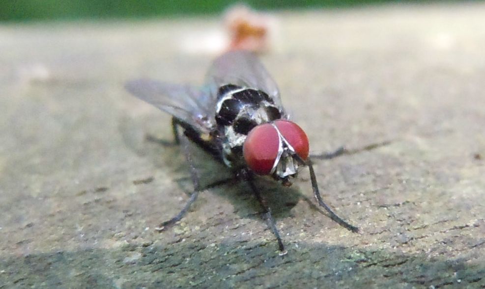 Anthomyia?